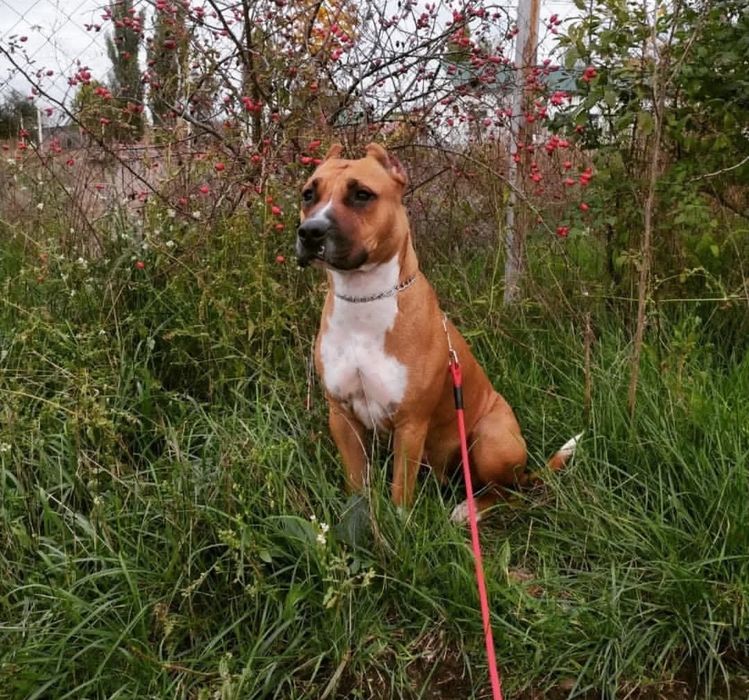 Американский пітбультерьер з документами