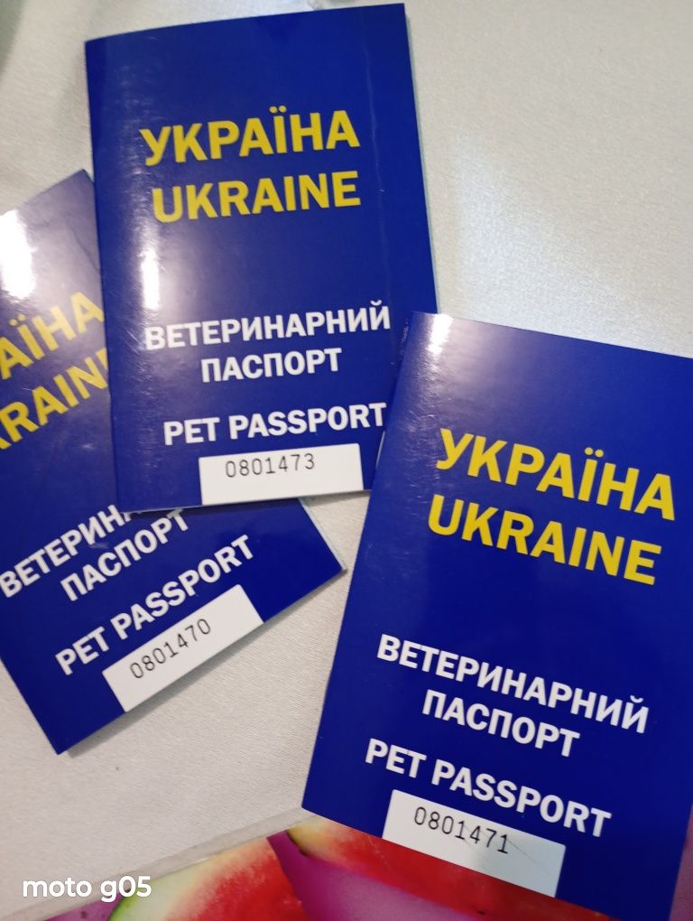 Цуценята в добрі руки