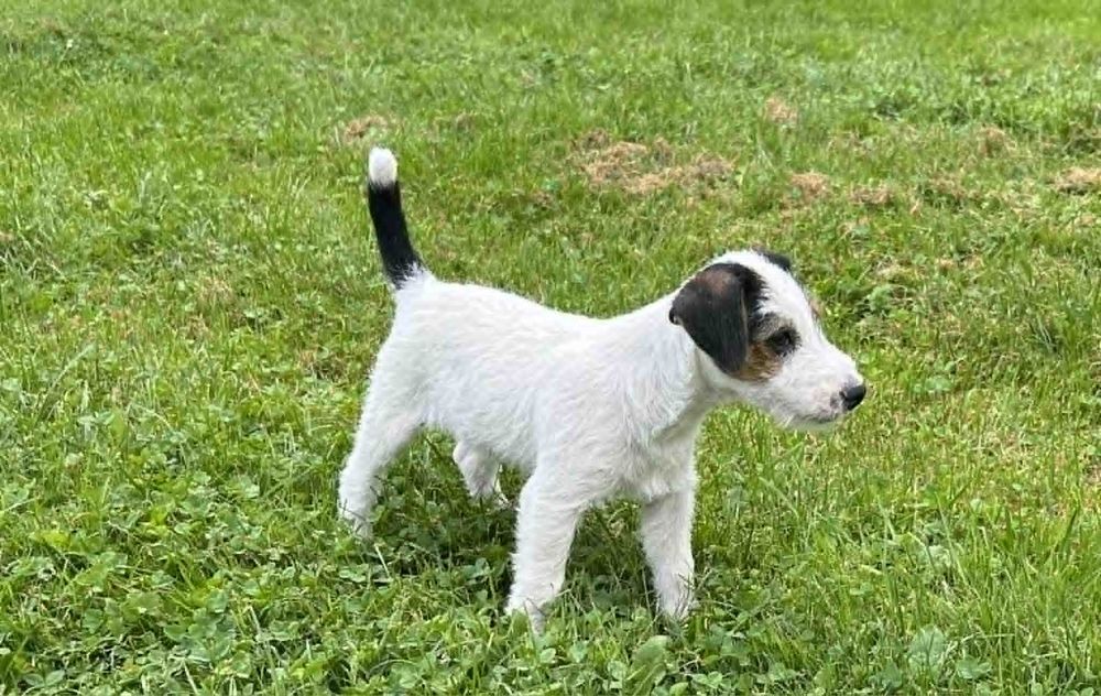 Parson Russell Terrier piesek