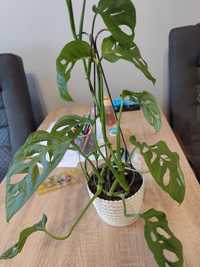 Monstera monkey kalisz