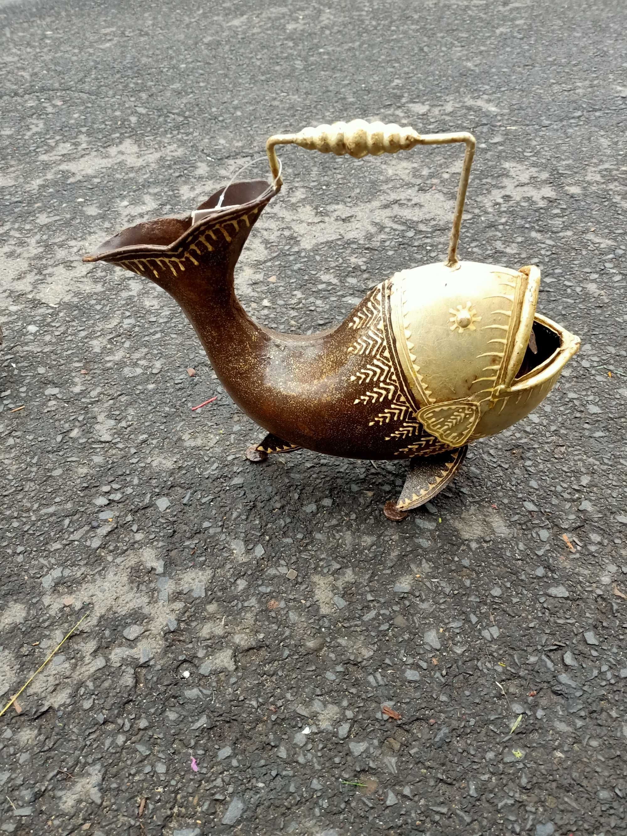 Konewka ryba ozdobna