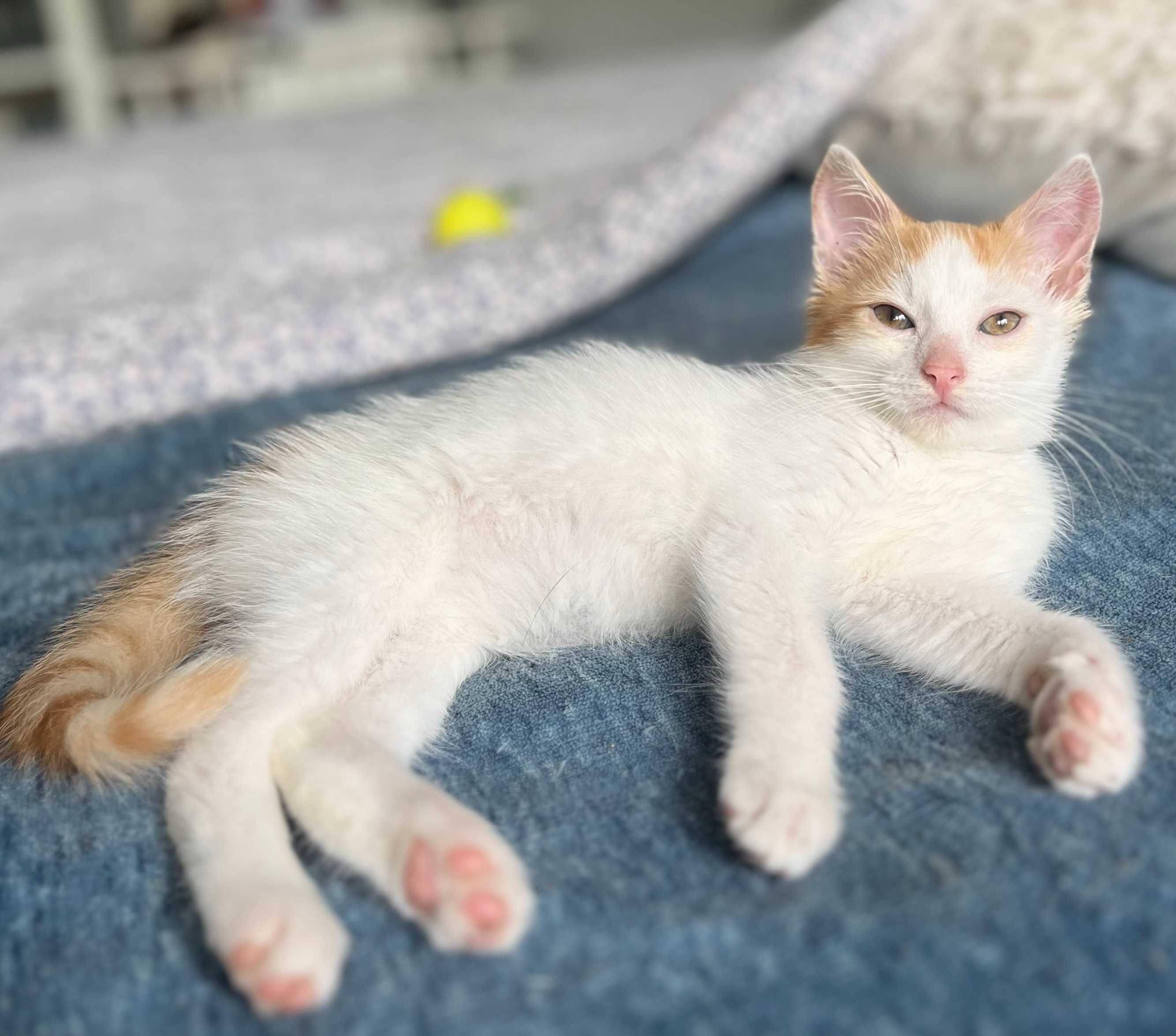 TADEK do adopcji, mały kotek szuka domu!