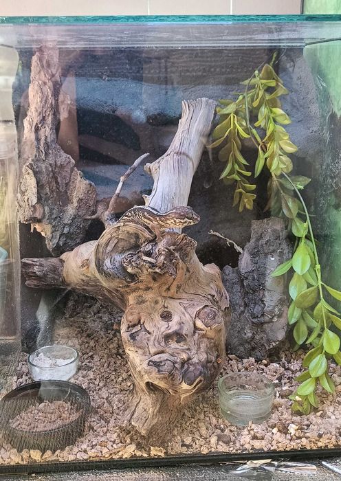 Gekon madagaskarski z terrarium.