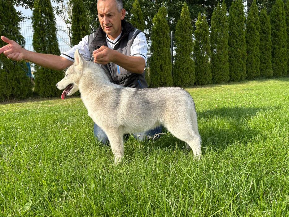 Siberian husky szczeniaczek samiec