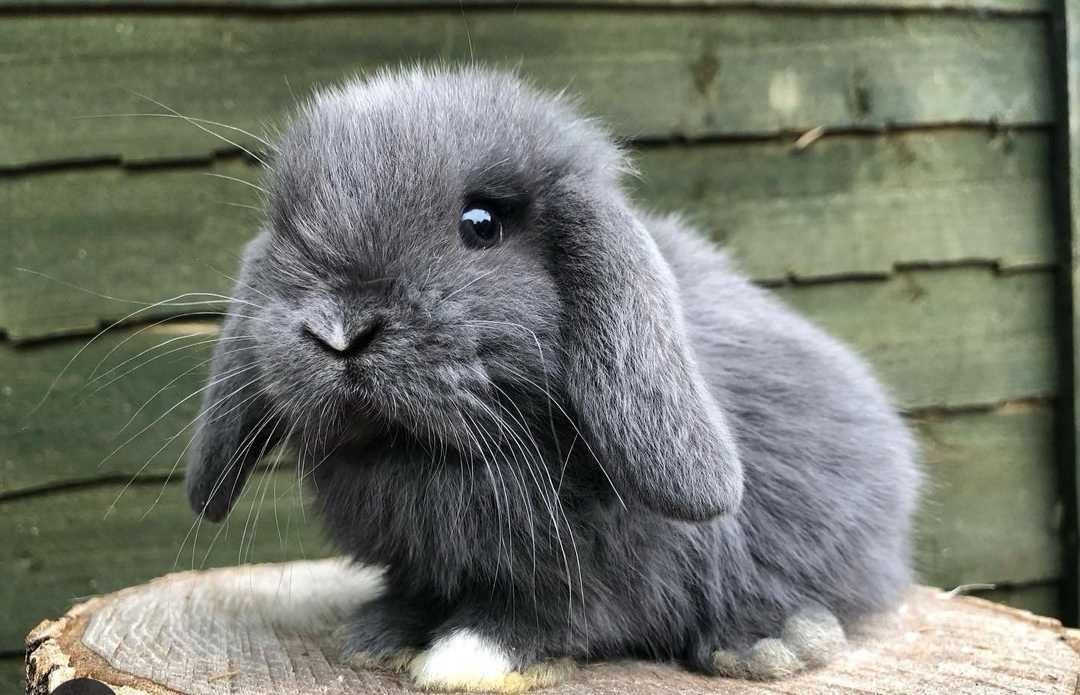 KIT Coelhos anões orelhudos, mini lop adoráveis e super inteligentes