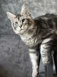 Catinho Maine Coon