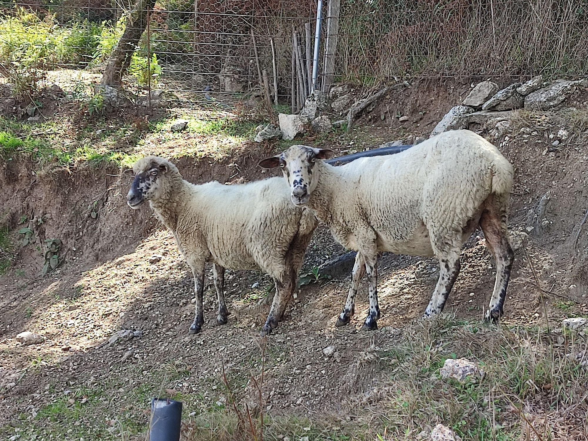 2 Ovelhas para Venda