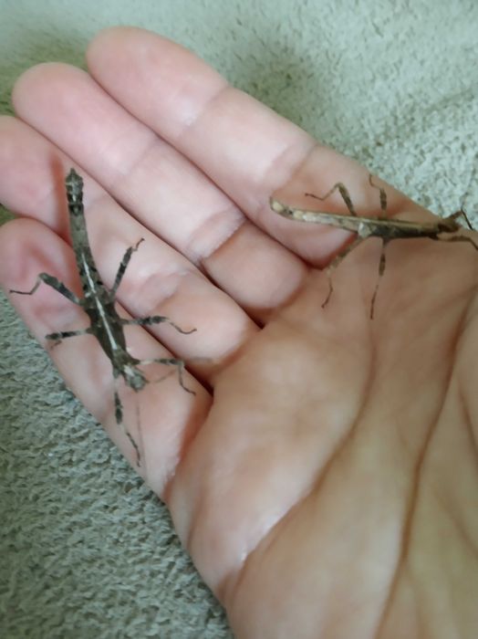 Палочники домашні тварини