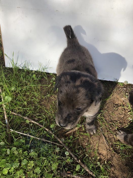 Cães bebés para dar