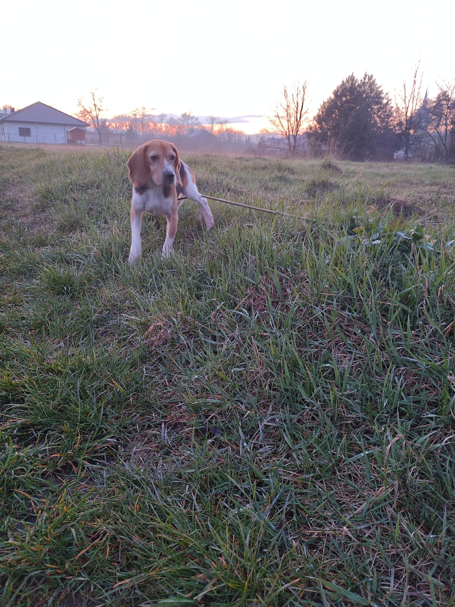 Beagle - dorosła sunia