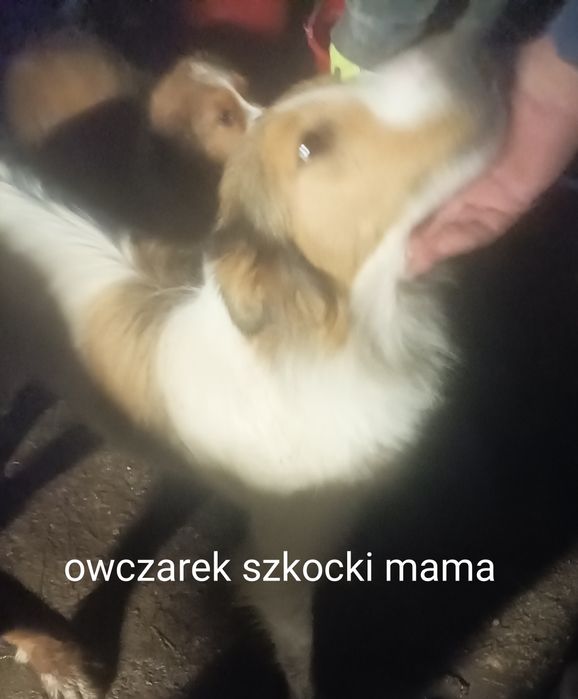 Oddam Szczeniaka , szczeniak,