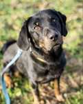 Karmel, młody pies w typie: gończy ale z charakteru labrador, retriver