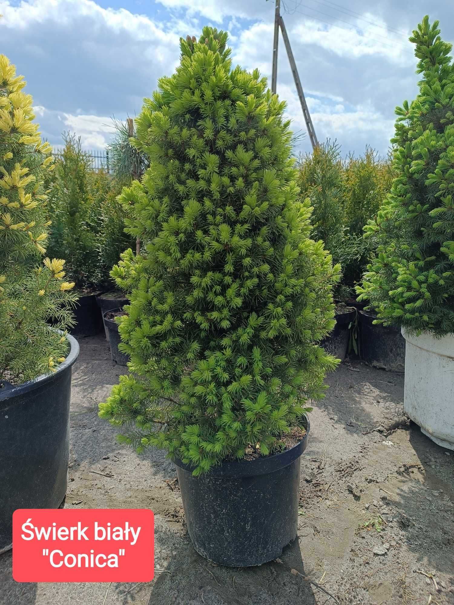 Thuja Szmaragd 60 cm