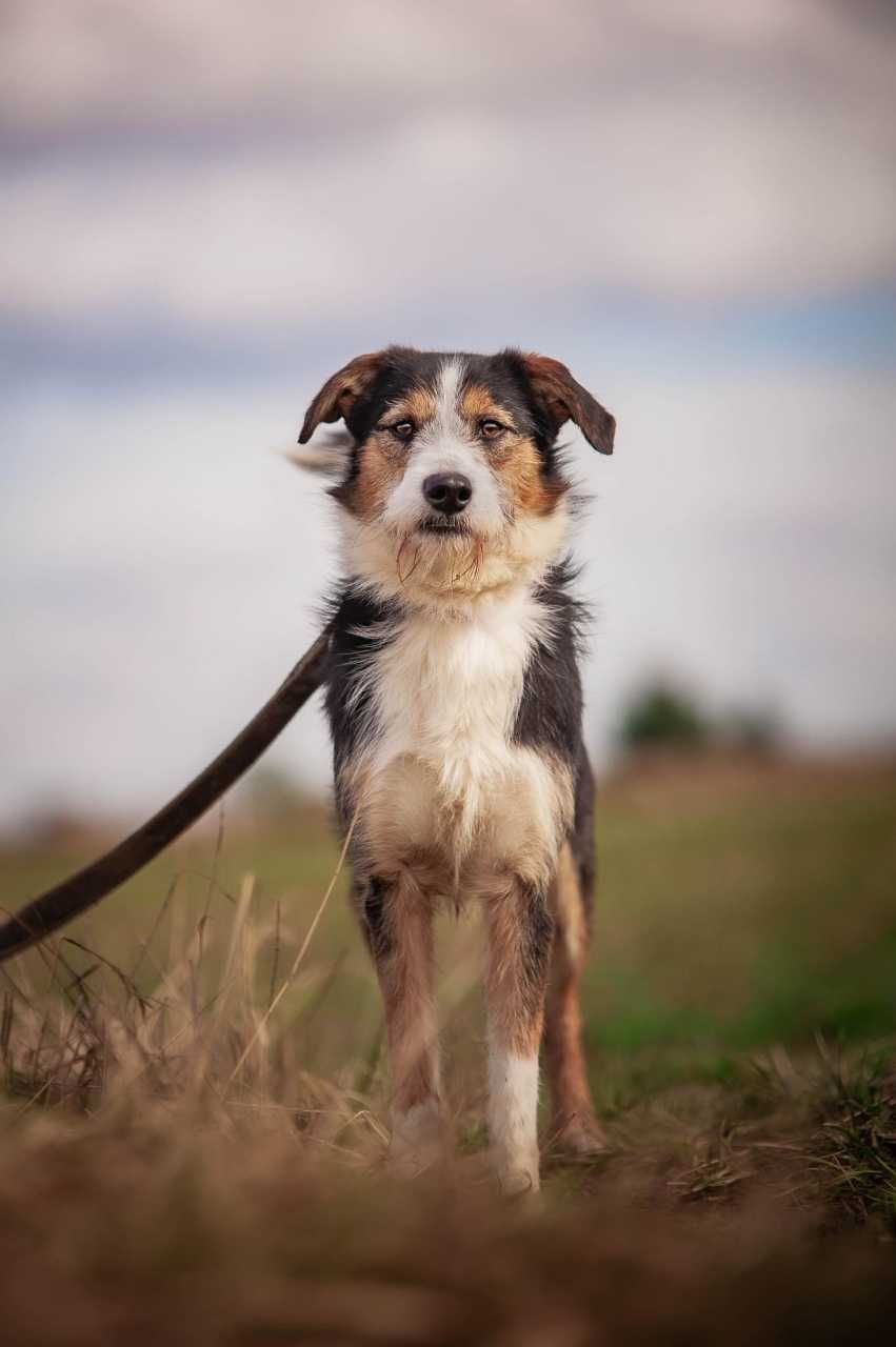 Tyler - spokojny, aktywny i delikatny psiak do adopcji.