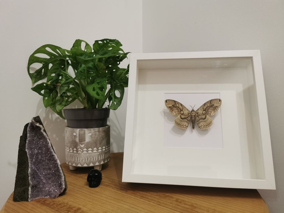 Brahmaea Loeffleri real