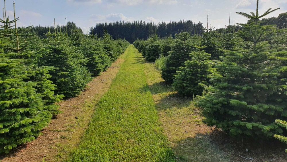 Jodła Kaukaska Cięta 400-500 cm lub w donicy 100-180 cm/ TuChoinki.pl