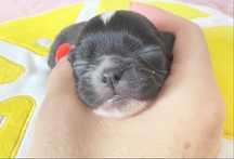 Chihuahua długowłosa niebieski