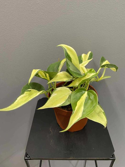 Philodendron Cream Splash Filodendron
