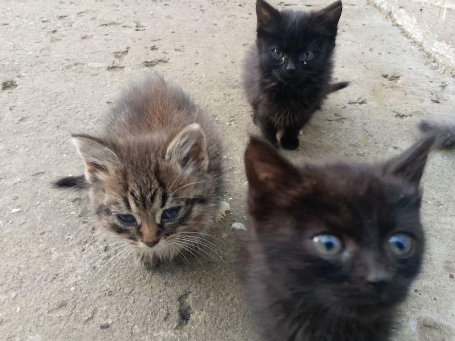 ВІДАМ КОШЕНЯТ в добрі руки