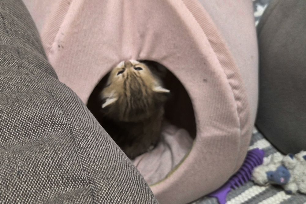 Котята шотландские вислоухие и прямоухие, девочки и мальчик