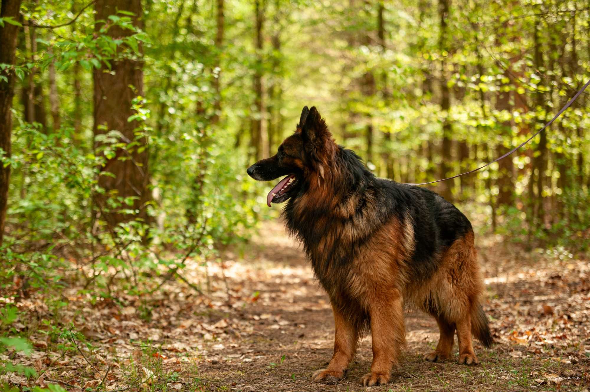 Pando – owczarek niemiecki do adopcji czeka na prawdziwy dom