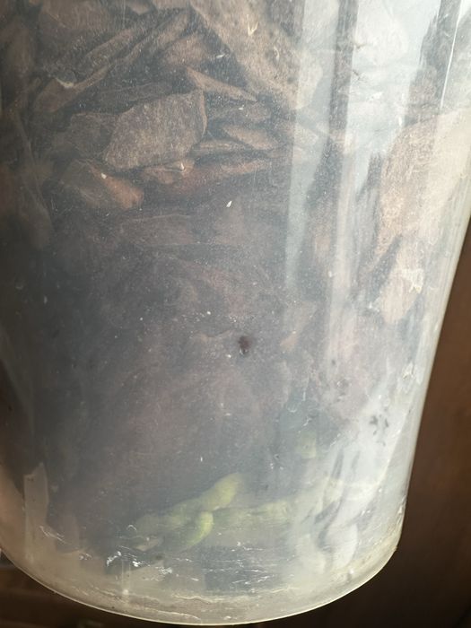 Орхидея с двумя детками