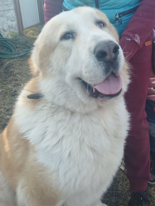 Кобель САО вязка