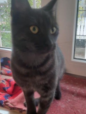 Пропала кошечка Клёпа 1 год., стерильная.