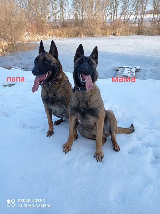 Бельгійська вівчарка малінуа