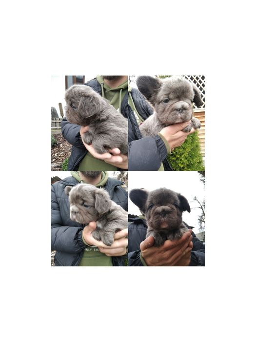 Пушистый комочек Флаффи