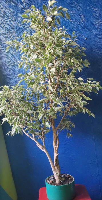 бонсай карликовое дерево