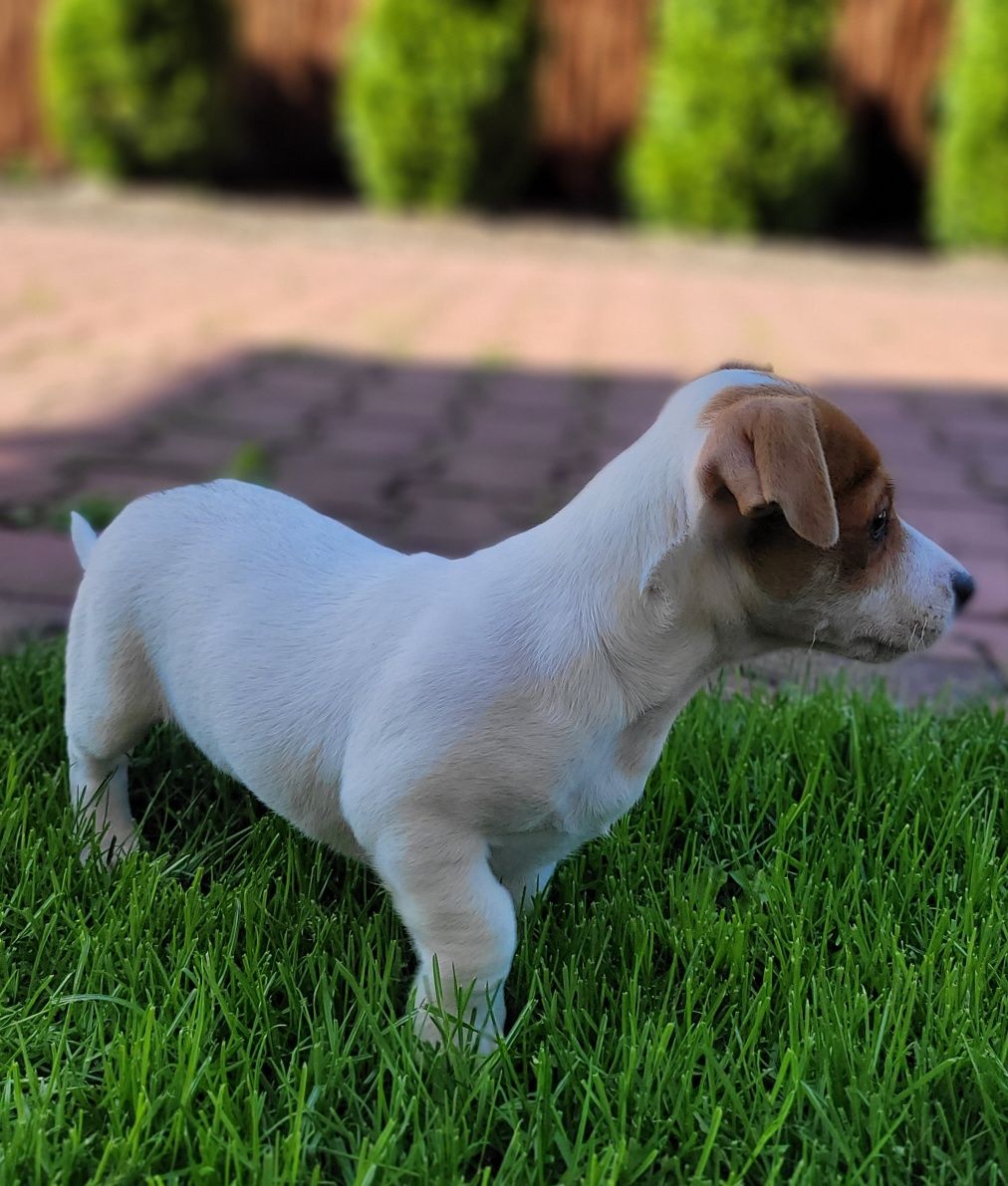 Jack Russell Terrier Piesek Super