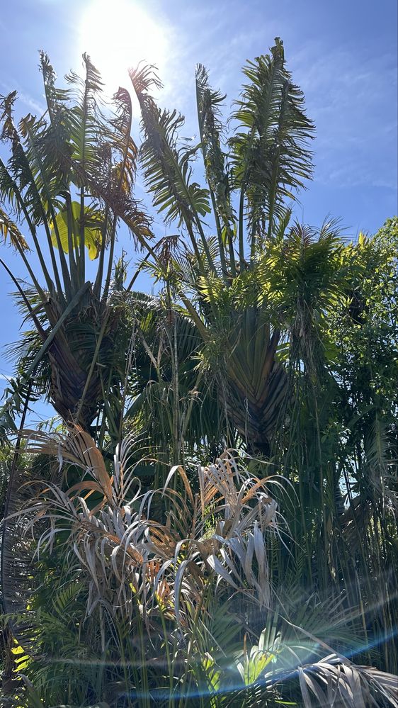 Ravenala madagascariensis* árvore-do-viajante* - Exemplares