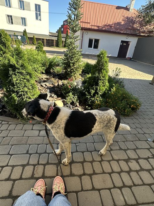 Лора шукає родину!