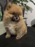 Szpic miniaturowy-pomeranian