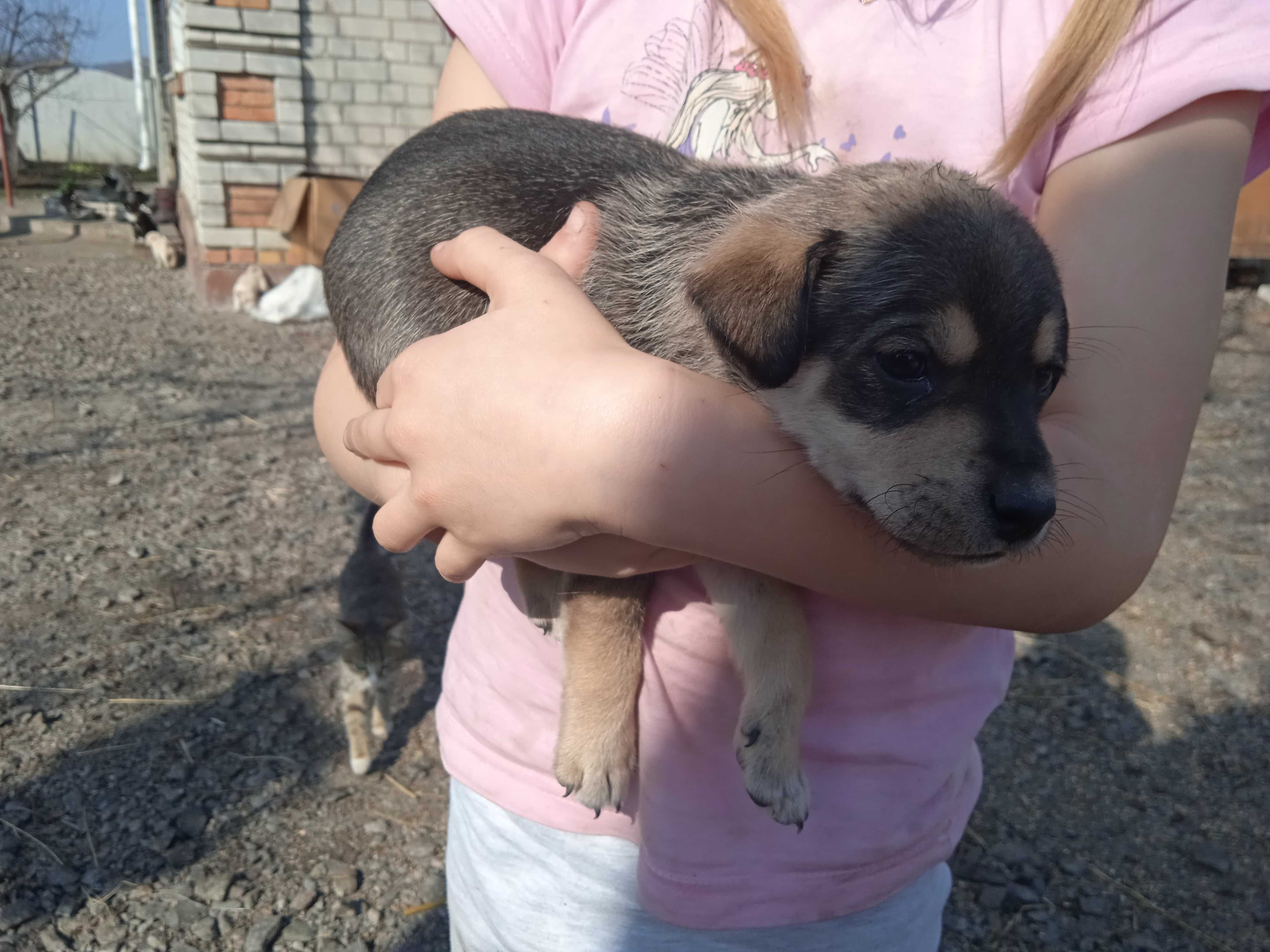 Віддам цуценят в хороші руки