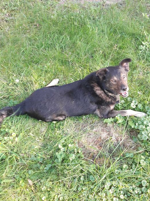Добрий вірний песик, друг в родину