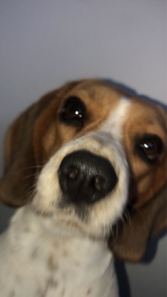 Doação de beagle