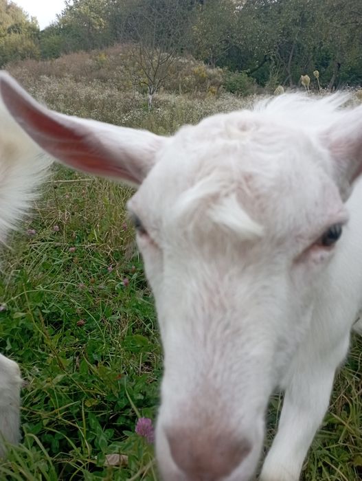 Козел на племя без рогій