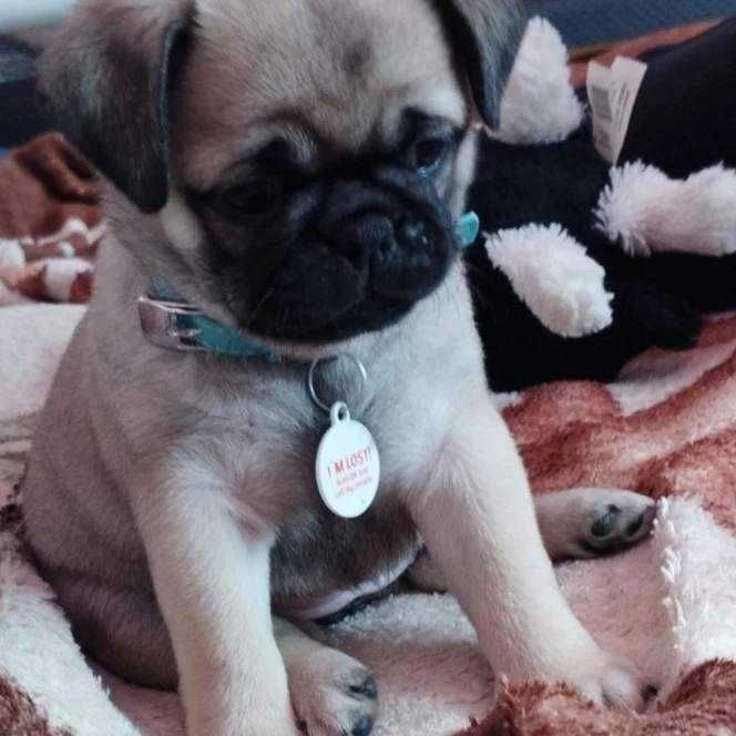 Мопсики шукають дім