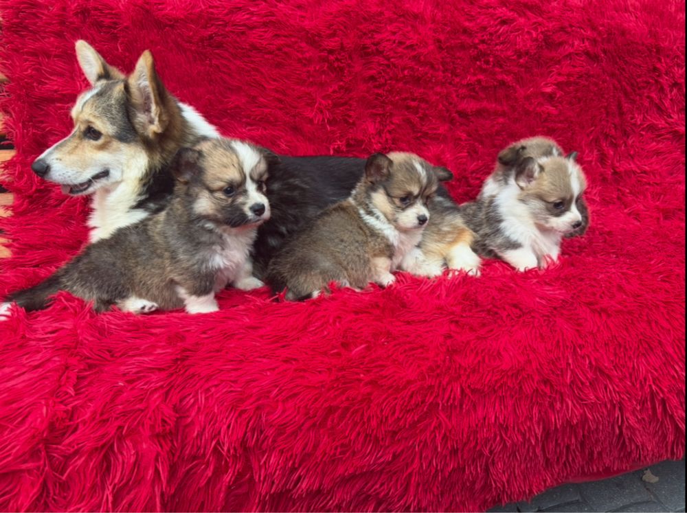 Welsh Corgi Pembroke z rodowodem
