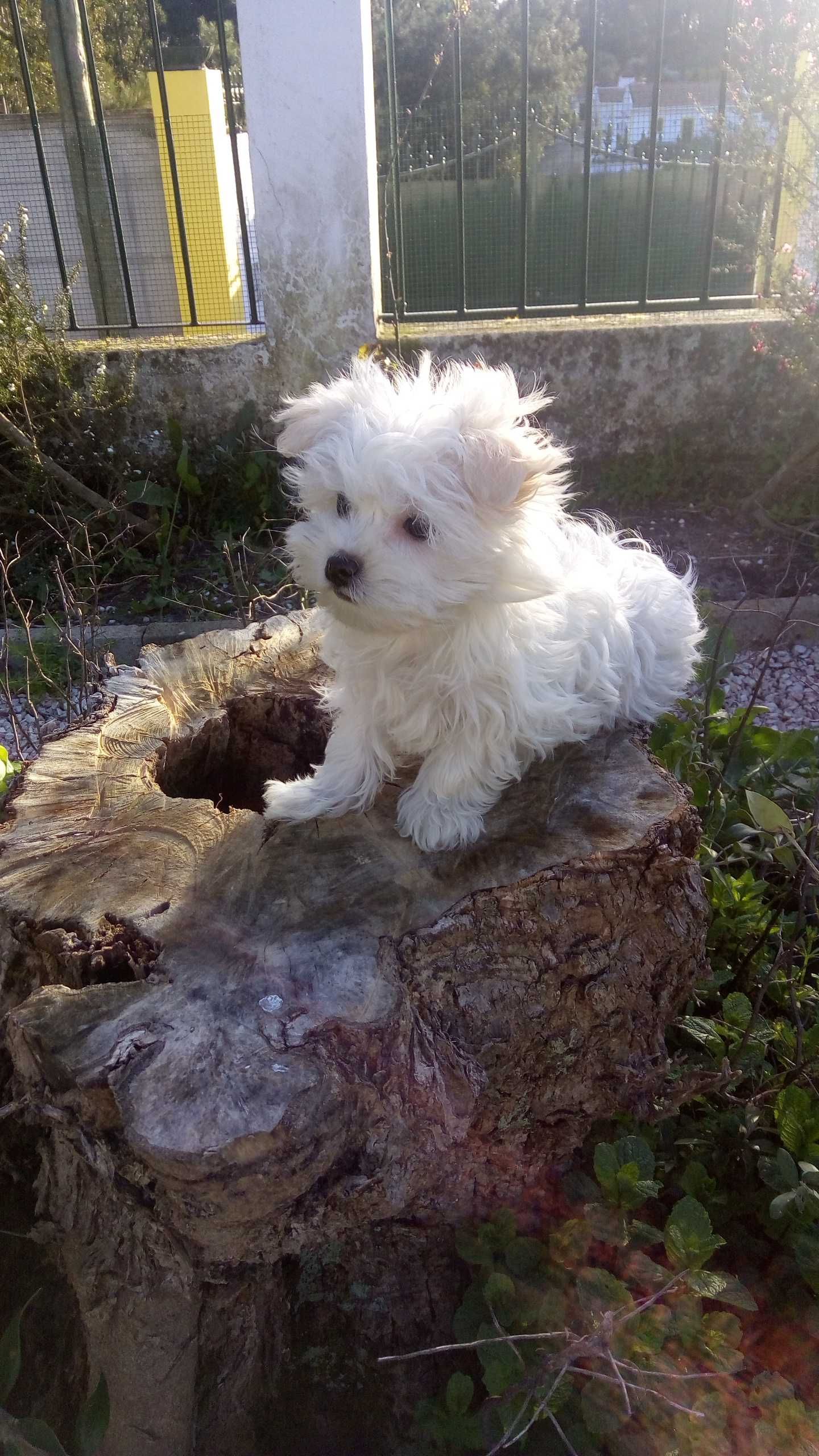 Linda fêmea Bichon Maltês miniatura