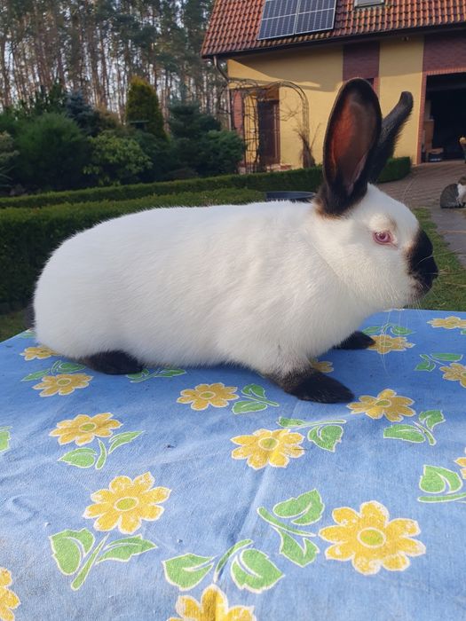 Króliki kalifornijskie czarne