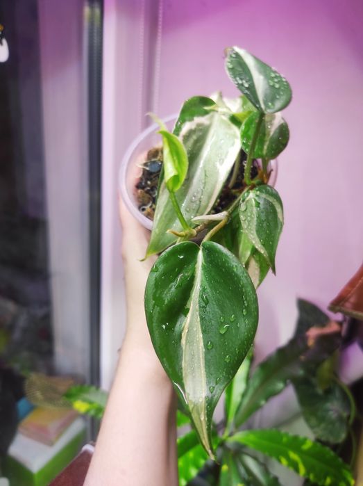 Филодендрон Rio, Сциндапсус Silver Ann