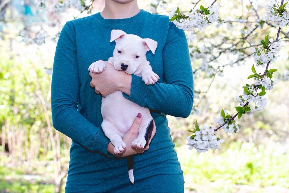 АСТ красивий принт та біла голова з документами