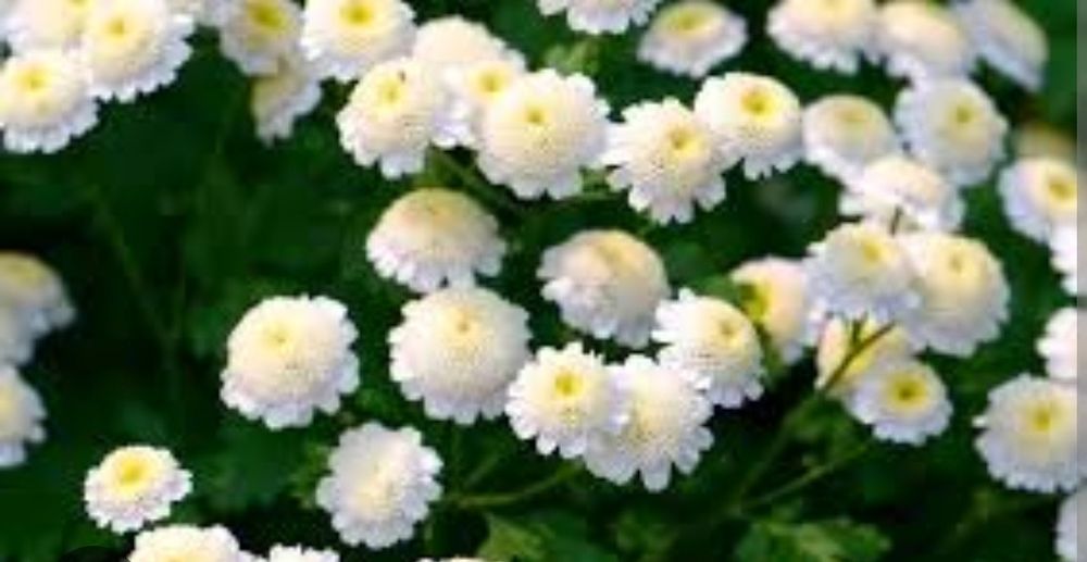 Гіпсофіла, будлея, вероніки, матрикарія, армерія, седуми, непта та ін.