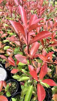 Photinia Red Robin