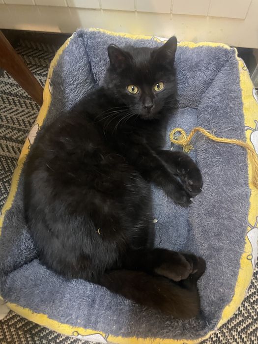 Tom 4 miesieczny kocik z super charakterem