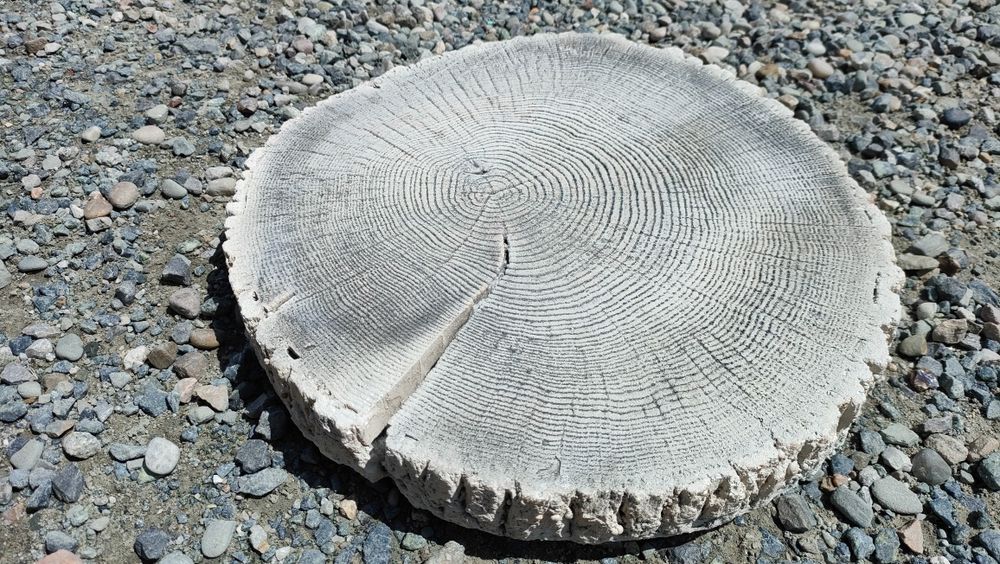 Pień drewnopodobne krążek ogrodowy płyta płytka betonowa taras ogród