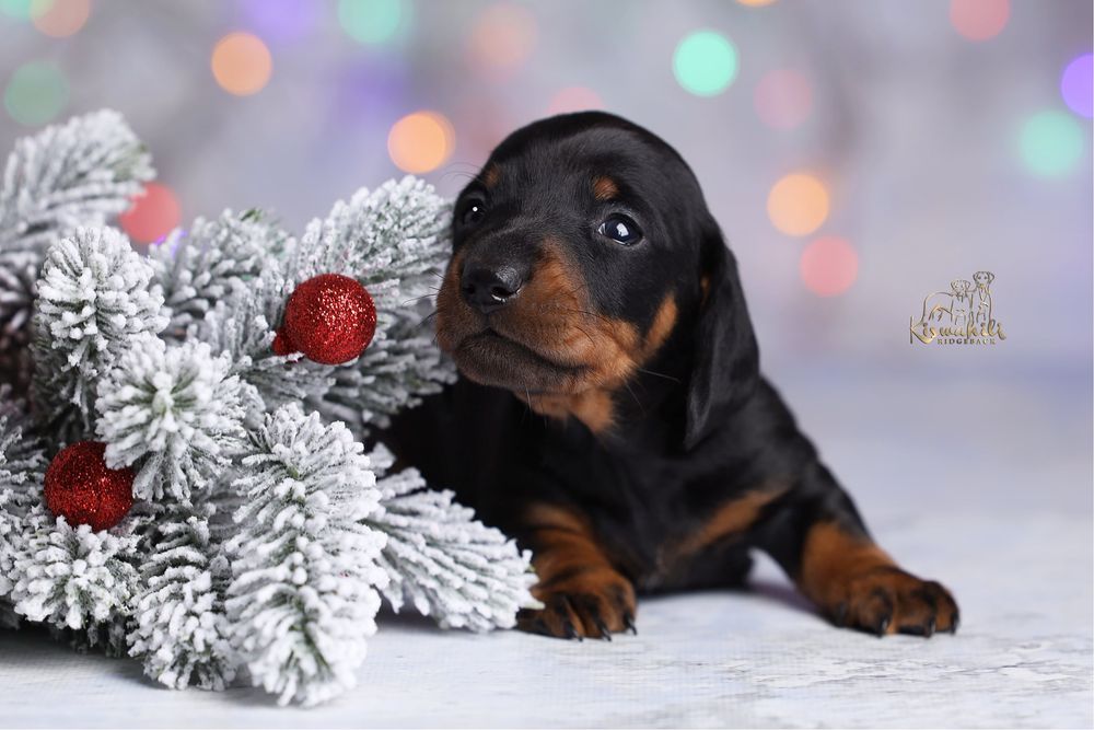 Такса мініатюрна гладкошерста